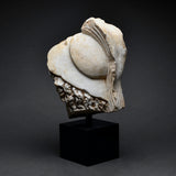 Roman Marble Head of Ares